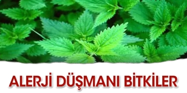 alerjiye-karsi-5-sifali-bitki-s4iDsaOu.jpg