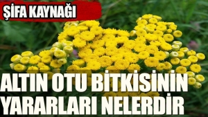 altin-otunun-az-bilinen-faydalari-neler-NMG92jmM.jpg