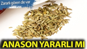 anason-faydali-mi-zyRL1lz7.jpg