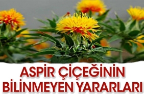 aspir-bitkisinin-az-bilinen-faydalari-nelerdir-PGjCTruK.jpg