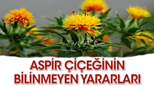 aspir-bitkisinin-az-bilinen-faydalari-nelerdir-PGjCTruK.jpg