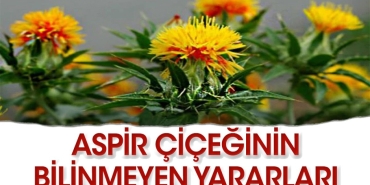 aspir-bitkisinin-az-bilinen-faydalari-nelerdir-PGjCTruK.jpg