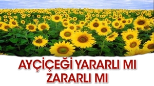 aycekirdegi-faydali-mi-ziyanli-mi-7OYFpyCW.jpg