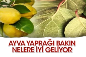 ayva-yapragi-mucizesi-Yc1BEnRV.jpg