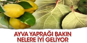 ayva-yapragi-mucizesi-Yc1BEnRV.jpg