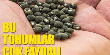 bamya-tohumunun-cok-az-bilinen-faydalari-rasagsne.jpg