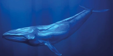 blue-whale-yani-mavi-balina-TWsCVRcc.jpg