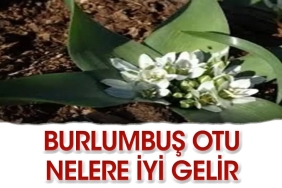 burlumbus-otu-nedir-neye-uygun-gelir-FjdttthB.jpg