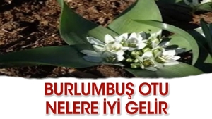 burlumbus-otu-nedir-neye-uygun-gelir-FjdttthB.jpg