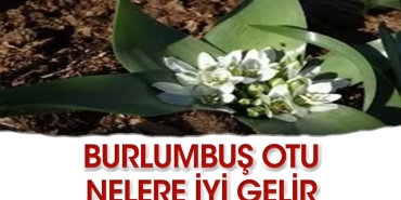 burlumbus-otu-nedir-neye-uygun-gelir-FjdttthB.jpg