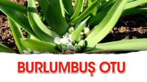 burlumbus-otu-nelere-yeterli-gelir-PxqKzVCd.jpg