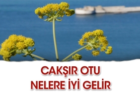 caksir-otunun-bilinmeyenleri-nelerdir-KJTnqDtH.jpg