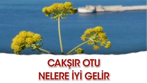 caksir-otunun-bilinmeyenleri-nelerdir-KJTnqDtH.jpg