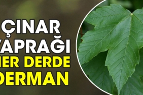 cinar-yapragi-her-kaygiya-derman-br2AtvDb.jpg