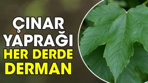 cinar-yapragi-her-kaygiya-derman-br2AtvDb.jpg