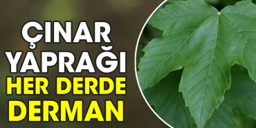 cinar-yapragi-her-kaygiya-derman-br2AtvDb.jpg
