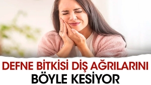 defne-bitkisi-dis-agrilarini-bu-turlu-kesiyor-xUfSJQvu.jpg