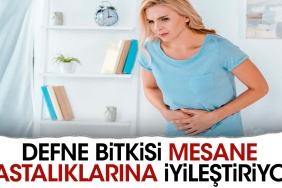 defne-bitkisi-mesane-hastaliklarina-duzgunlestiriyor-PxUPCqLC.jpg