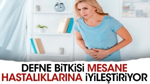 defne-bitkisi-mesane-hastaliklarina-duzgunlestiriyor-PxUPCqLC.jpg