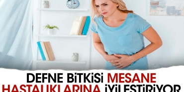 defne-bitkisi-mesane-hastaliklarina-duzgunlestiriyor-PxUPCqLC.jpg