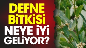 defne-bitkisi-neye-uygun-geliyor-JCG1TcK9.jpg