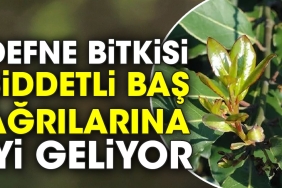 defne-bitkisi-siddetli-bas-agrilarina-l-geliyor-jSpqnTQQ.jpg