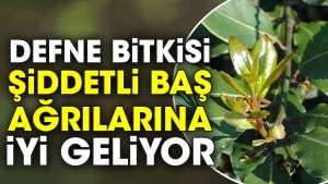 defne-bitkisi-siddetli-bas-agrilarina-l-geliyor-jSpqnTQQ.jpg