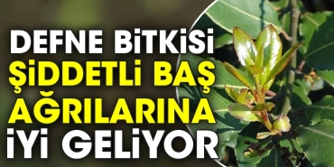 defne-bitkisi-siddetli-bas-agrilarina-l-geliyor-jSpqnTQQ.jpg