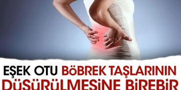 esek-otu-bobrek-taslarinin-dusurulmesine-birebir-IaONOTRW.jpg