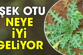 esek-otu-neye-uygun-geliyor-LbEEbkrU.jpg