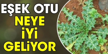 esek-otu-neye-uygun-geliyor-LbEEbkrU.jpg