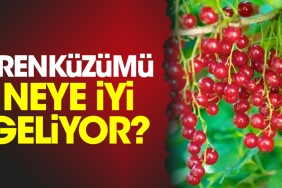 frenkuzumu-neye-yeterli-geliyor-GjlKvxq9.jpg