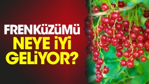 frenkuzumu-neye-yeterli-geliyor-GjlKvxq9.jpg