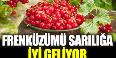 frenkuzumu-sariliga-guzel-geliyor-xKTQQkQi.jpg