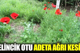 gelincik-otu-adeta-agri-kesici-7Kn7ZlpB.jpg