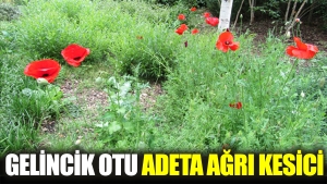gelincik-otu-adeta-agri-kesici-7Kn7ZlpB.jpg