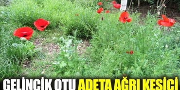 gelincik-otu-adeta-agri-kesici-7Kn7ZlpB.jpg