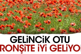 gelincik-otu-bronsite-duzgun-geliyor-HXgjJq7d.jpg