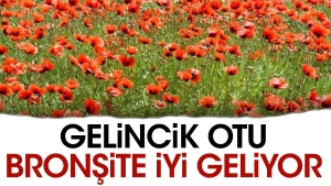gelincik-otu-bronsite-duzgun-geliyor-HXgjJq7d.jpg