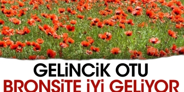 gelincik-otu-bronsite-duzgun-geliyor-HXgjJq7d.jpg
