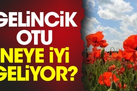 gelincik-otu-neye-uygun-geliyor-uYe15sAJ.jpg