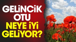 gelincik-otu-neye-uygun-geliyor-uYe15sAJ.jpg