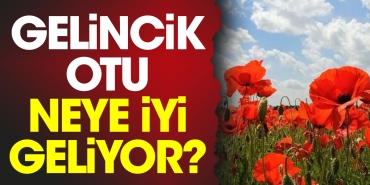 gelincik-otu-neye-uygun-geliyor-uYe15sAJ.jpg