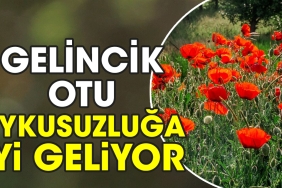 gelincik-otu-uykusuzluga-yeterli-geliyor-8fPvIs4L.jpg