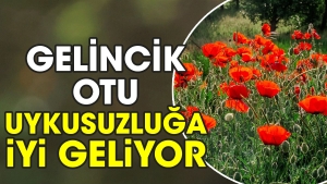 gelincik-otu-uykusuzluga-yeterli-geliyor-8fPvIs4L.jpg