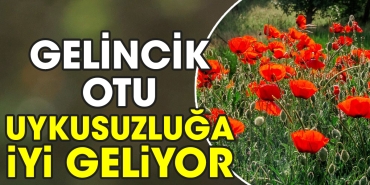 gelincik-otu-uykusuzluga-yeterli-geliyor-8fPvIs4L.jpg
