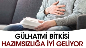 gulhatmi-bitkisi-hazimsizliga-duzgun-geliyor-BzMP5q2g.jpg