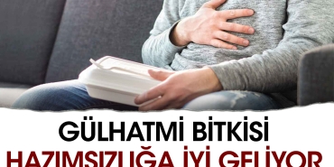 gulhatmi-bitkisi-hazimsizliga-duzgun-geliyor-BzMP5q2g.jpg