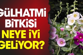 gulhatmi-bitkisi-neye-duzgun-geliyor-wBbivX7w.jpg