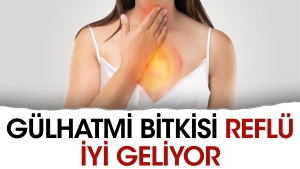 gulhatmi-bitkisi-reflu-duzgun-geliyor-ypp8T3en.jpg